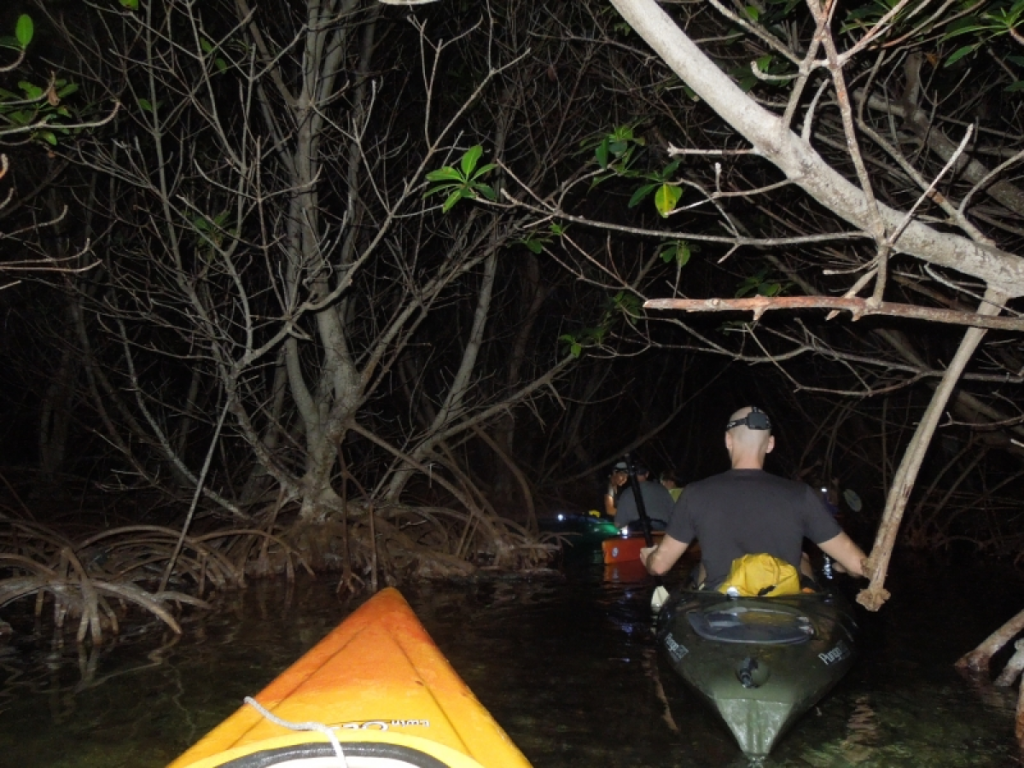 Nighttime Kayaking Adventure Through Dense Mangrove Forest