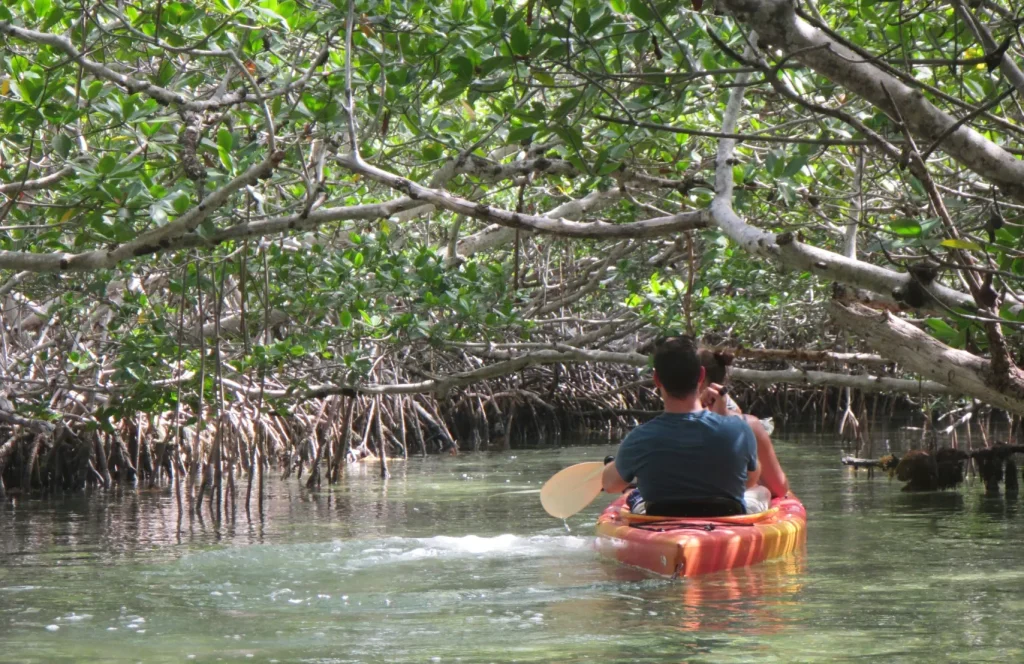 Couple kayaking through lush mangrove forest waterway