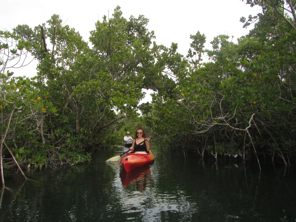 Kayaking through lush mangrove forest on a serene waterway