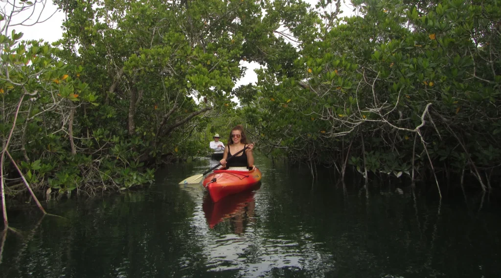 Kayaking adventure through lush mangrove waterways scenery