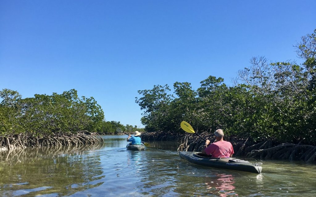 Kayakers exploring serene mangrove waterway under clear skies
