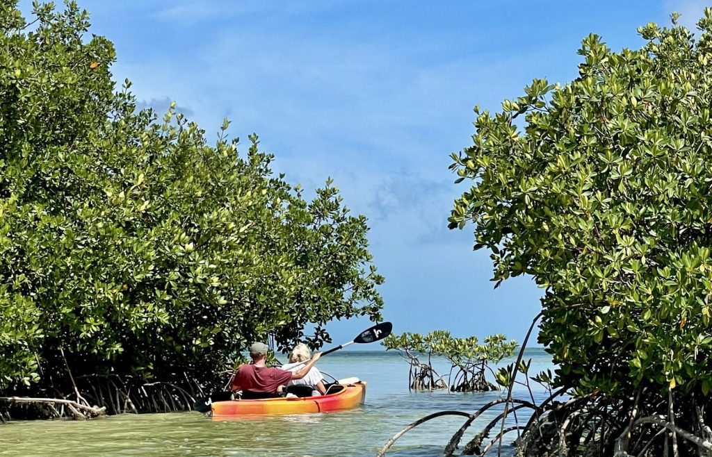 Kayaking adventure through lush mangrove forest waters