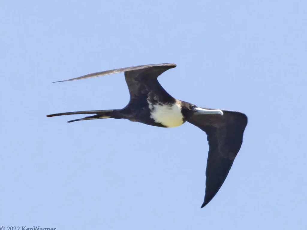 Frigatebird with long wings gliding gracefully in the blue sky