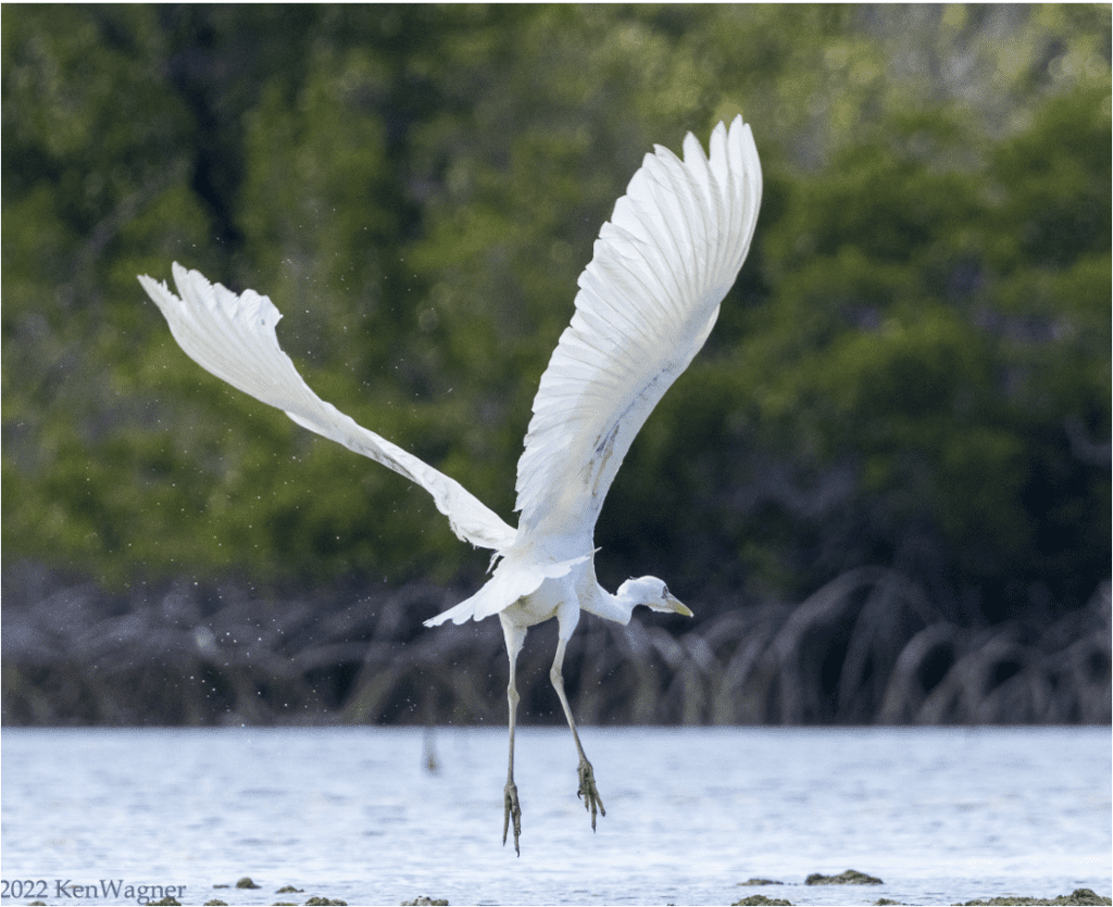 White egret gracefully taking flight over a serene wetland