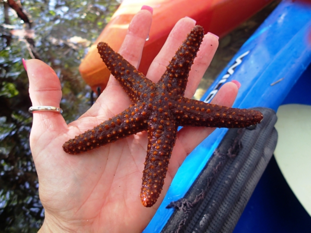 Hand holding a brown starfish near a blue kayak in daylight