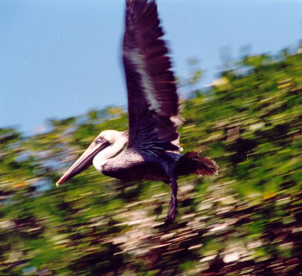 Pelican soaring above lush green foliage in clear blue sky
