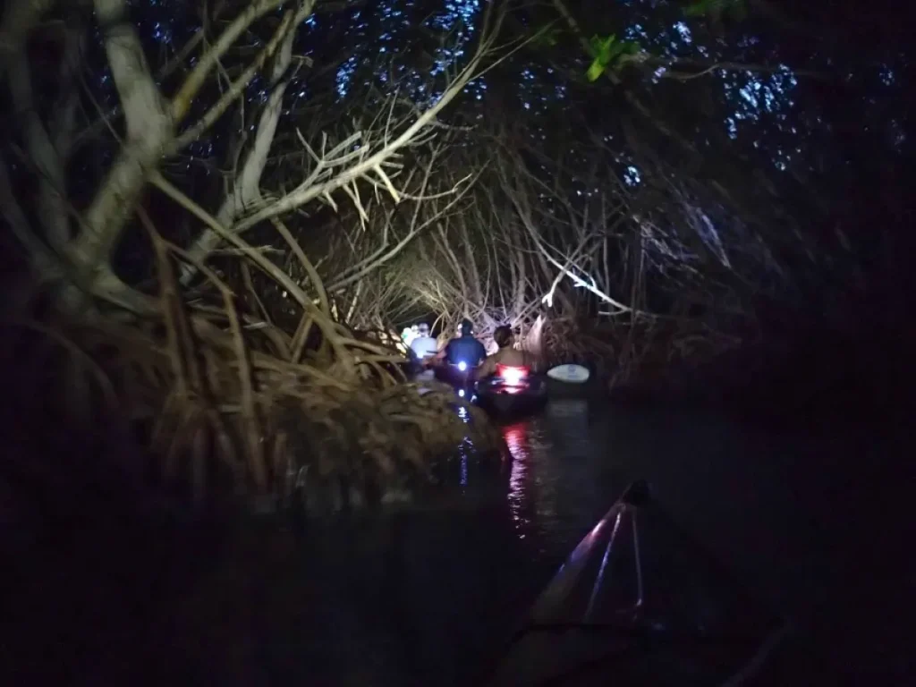 Kayak adventure through dark mangrove forest at night.
