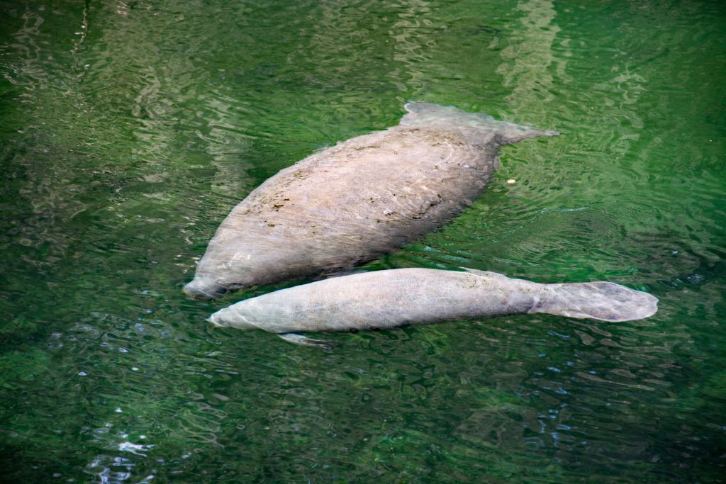 Two manatees swimming in clear green water.