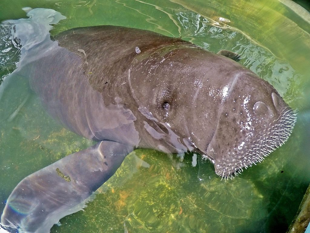 Manatee swimming in a tropical clear water habitat