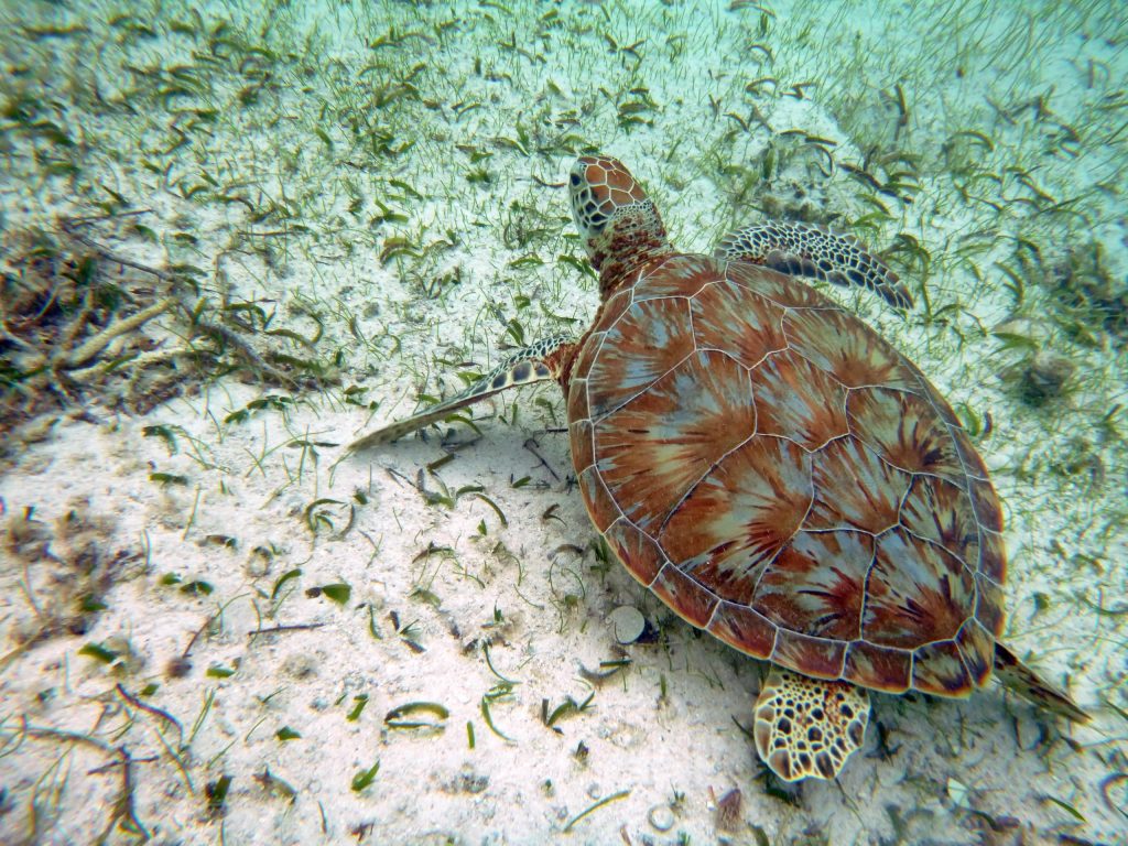 Sea turtle swimming on ocean floor among sea grass