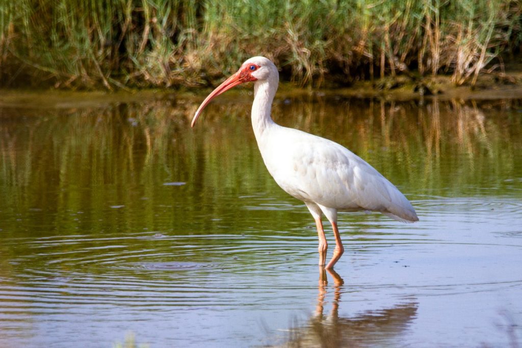 White ibis wading in a serene wetland with lush greenery