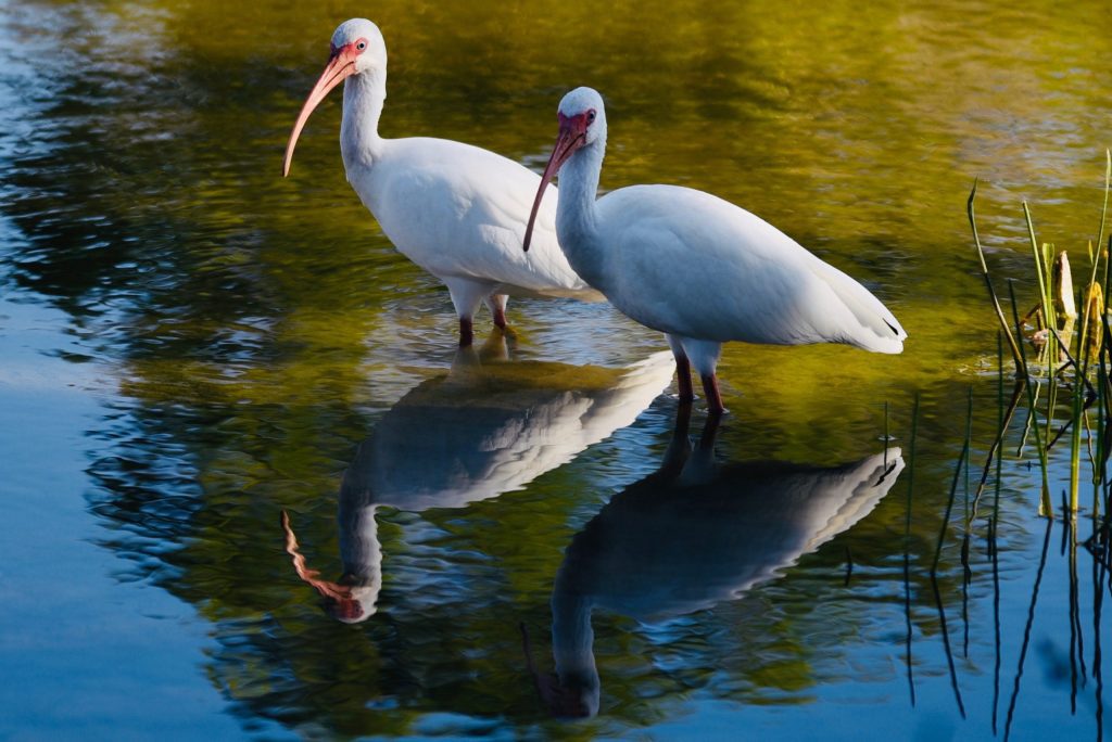 Two white ibises wading in a sunlit pond with reflections