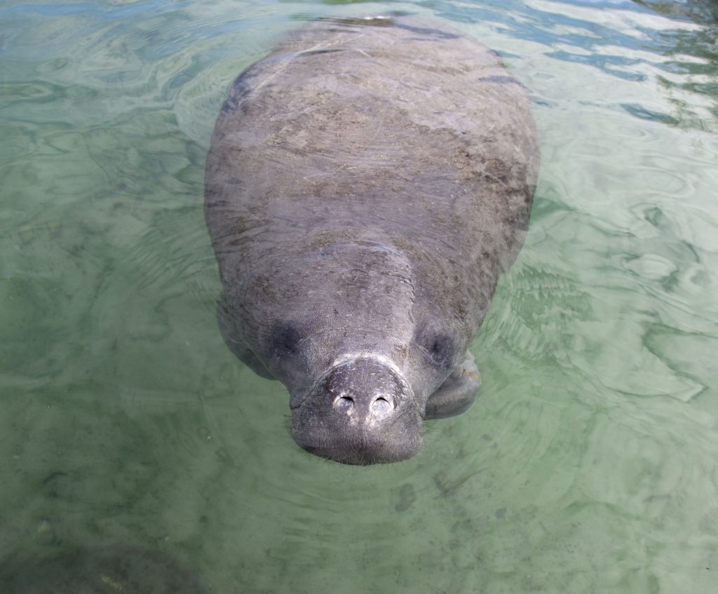 Florida Manatee looking directly at camera, close-up, nose above water surface