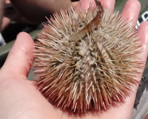 Hand holding a spiky sea urchin found at the beach