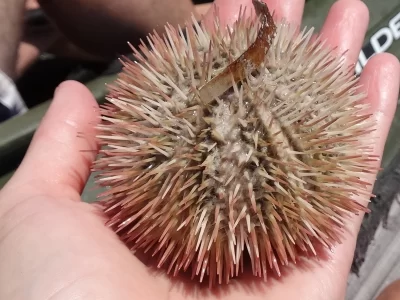 hand holding a sea creature