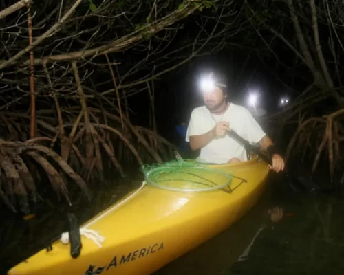 Person kayaking in a mangrove forest at night with headlamp