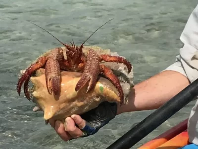Close-up of a hermit crab on a person's hand in clear water