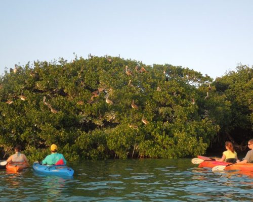 Kayakers observing birds nesting in lush mangrove trees