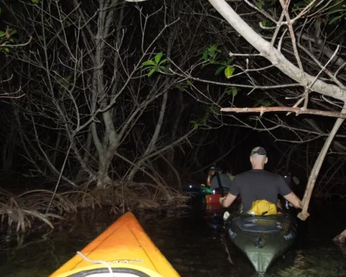 Nighttime Kayaking Adventure Through Dense Mangrove Forest
