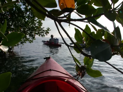 Red kayak paddling through mangroves on a sunny day