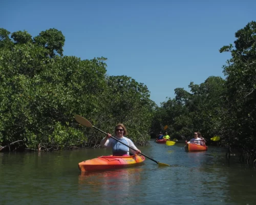 Key West Kayak Rentals – Thrilling Mangrove Excursions