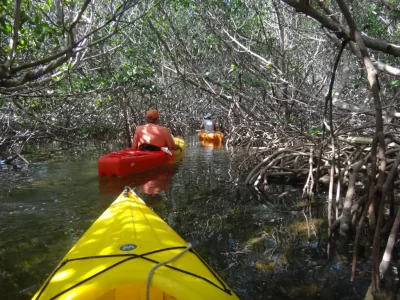 Kayaking adventure through dense mangrove forest waterways
