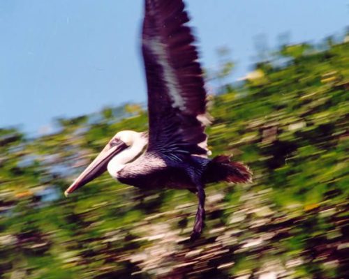 Pelican in flight with blurred background of greenery