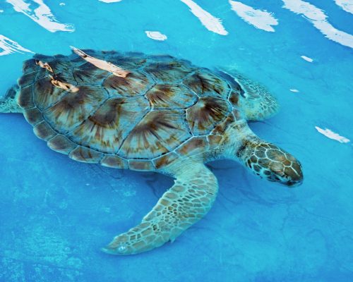 Sea turtle swimming gracefully in clear blue ocean water