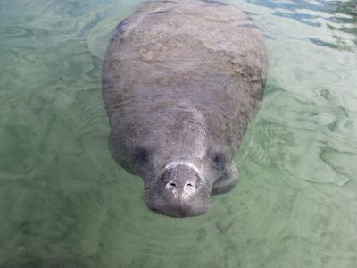 Florida Manatee looking directly at camera, close-up, nose above water surface