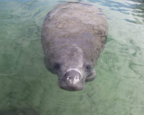 Florida Manatee looking directly at camera, close-up, nose above water surface