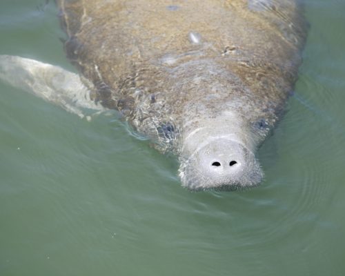 Manatee surfacing.