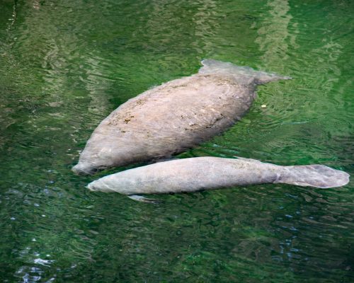 Blue Spring State Park is a state park located west of Orange City, Florida in the United States and serves as the winter home of many Florida manatees.