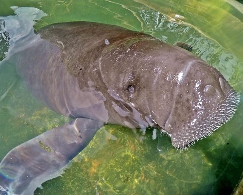 Manatee swimming in a tropical clear water habitat