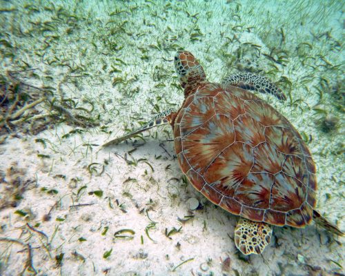 Sea turtle resting on a sandy bottom with seaweed in the Caribbean Sea off the coast of Ambergris Key, Belize