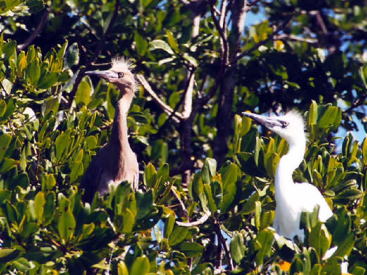 Egret chicks in the mangroves