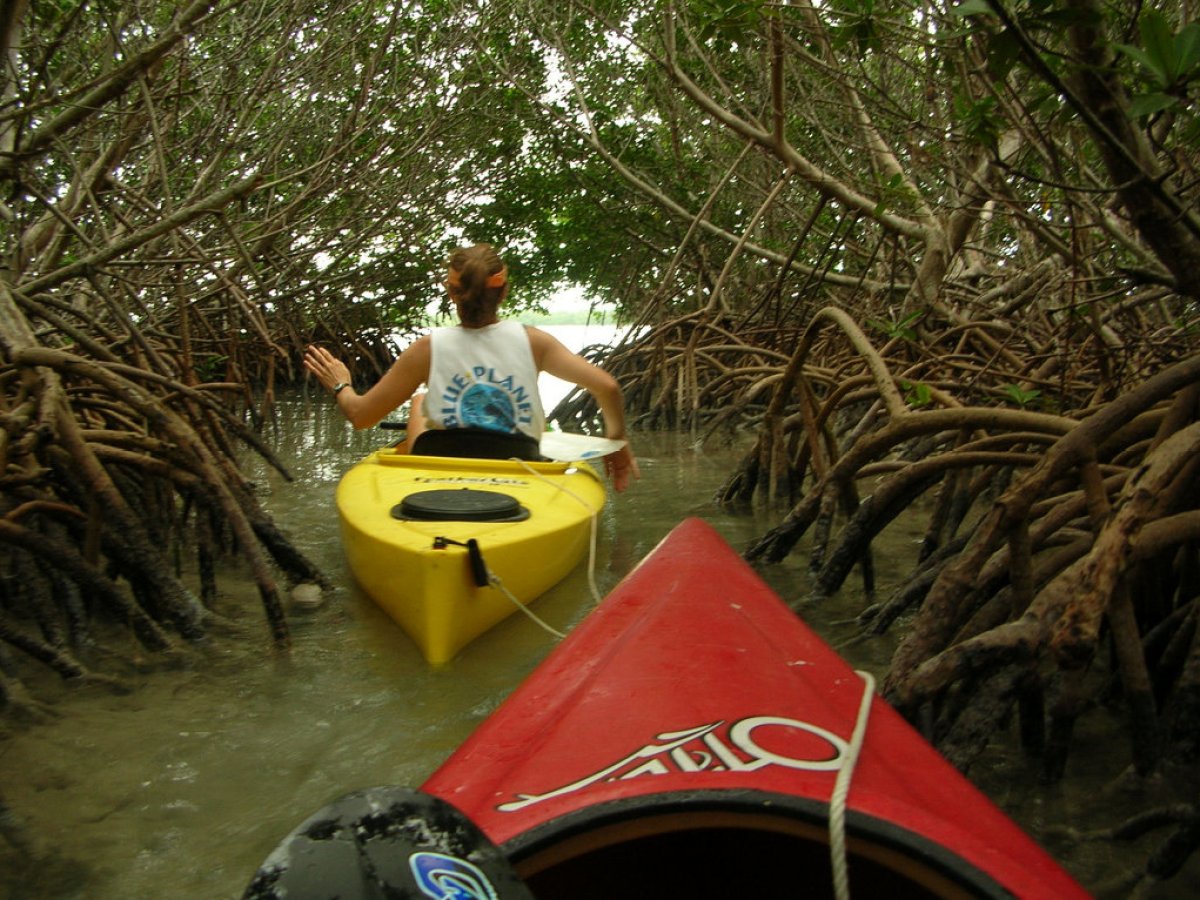 florida mangrove tours